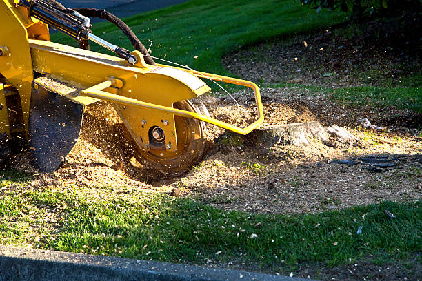 Palm Tree Trimming